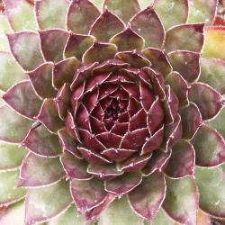 Sempervivum - Dachwurz - Hauswurz